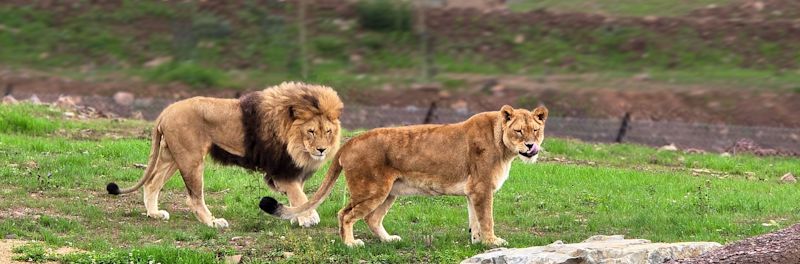 parc - lion